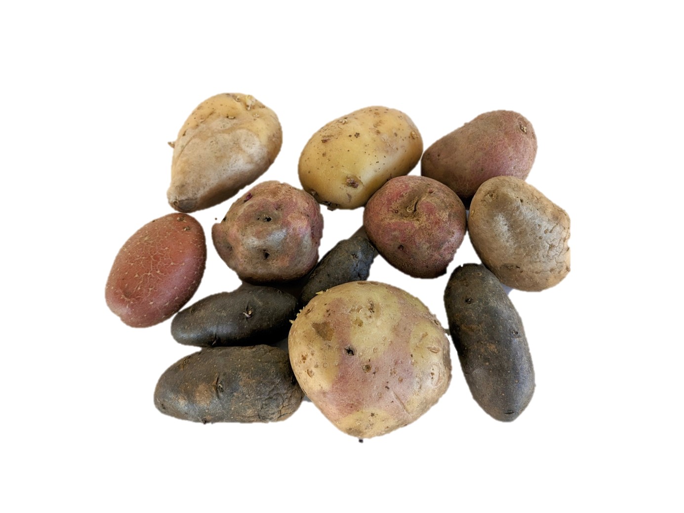 Kartoffeln farbig mix