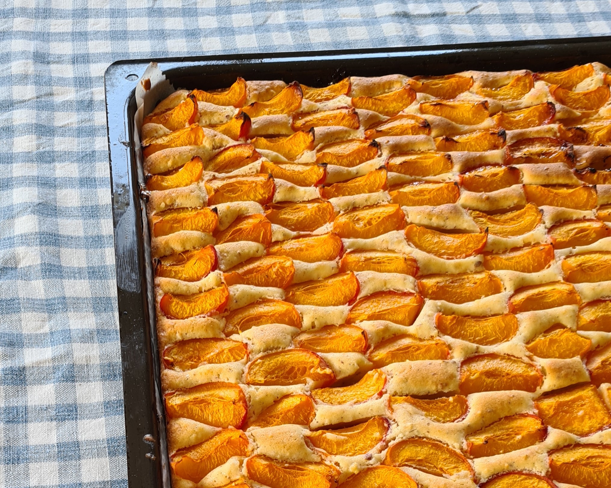Aprikosen Blechkuchen